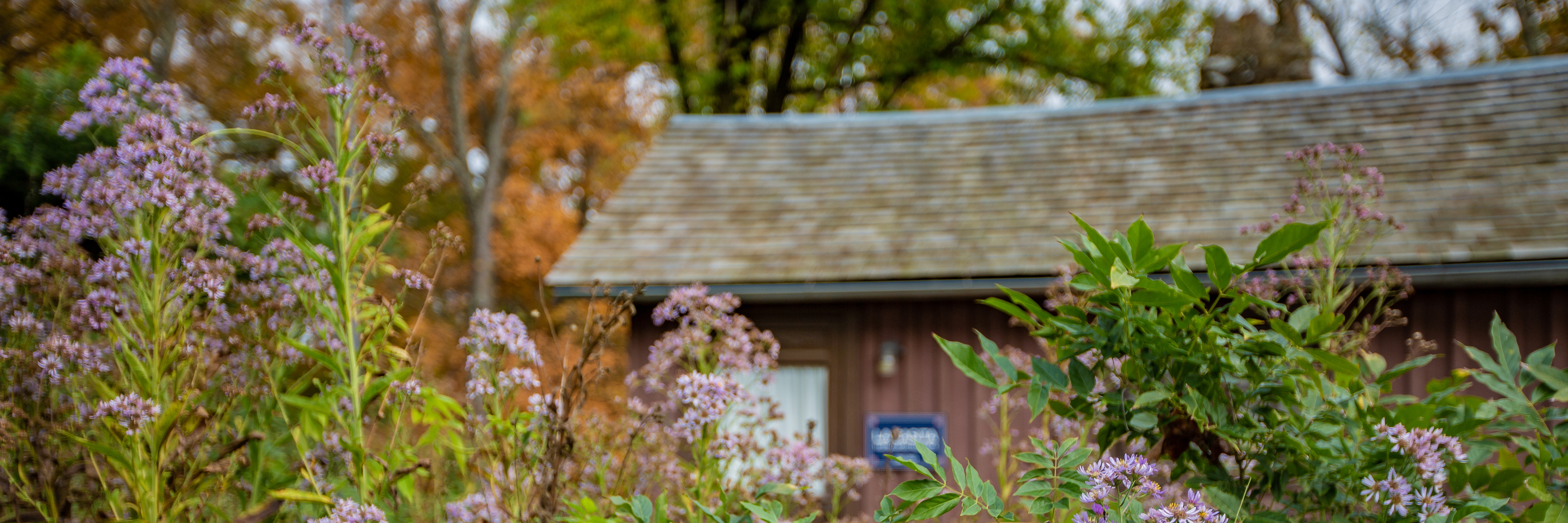 Flowers in foreground partially obscure wood building in Brown County